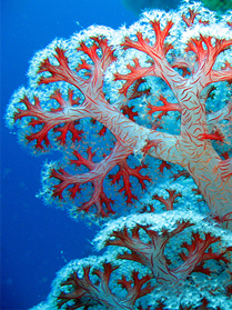 160926 BNK Coral-Identification-Types-of-Coral-Tree-Coral.jpg