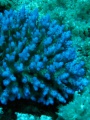 160926 BNK PIgmented coral Indonesia.JPG