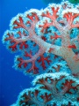 160926 BNK Coral-Identification-Types-of-Coral-Tree-Coral.jpg