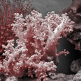 161102 pink-coral.jpg