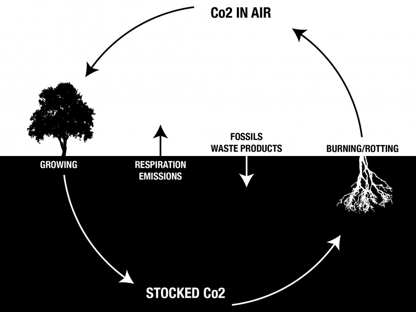 WoodStock Diagrams-CarbonCycle.jpg