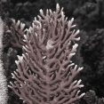 161102 Millepora alcicornis (Branching Fire Coral).jpg